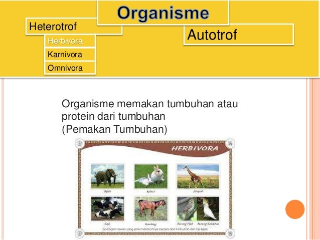 Pola interaksi dalam ekosistem