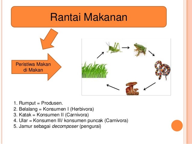 Pola interaksi dalam ekosistem
