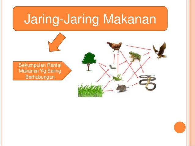 Pola interaksi dalam ekosistem