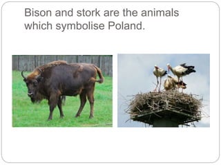 Bison and stork are the animals
which symbolise Poland.
 