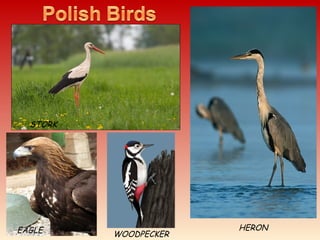 STORK
HERONEAGLE WOODPECKER
 