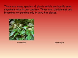There are many species of plants which are hardly seen
anywhere else in our country. Those are: bladdernut and
blooming ivy growing only in very hot places.
bladdernut blooming ivy
 