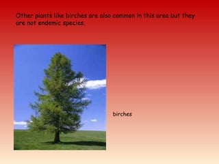Other plants like birches are also common in this area but they
are not endemic species.
birches
 