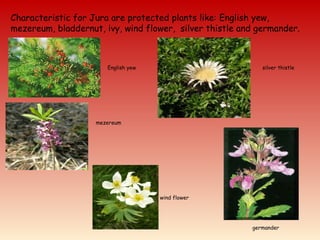 Characteristic for Jura are protected plants like: English yew,
mezereum, bladdernut, ivy, wind flower, silver thistle and germander.
English yew
mezereum
wind flower
silver thistle
germander
 