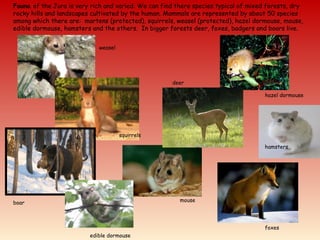 Fauna of the Jura is very rich and varied. We can find there species typical of mixed forests, dry
rocky hills and landscapes cultivated by the human. Mammals are represented by about 50 species
among which there are: martens (protected), squirrels, weasel (protected), hazel dormouse, mouse,
edible dormouse, hamsters and the others. In bigger forests deer, foxes, badgers and boars live.
weasel
squirrels
hazel dormouse
mouse
edible dormouse
hamsters
deer
foxes
boar
 