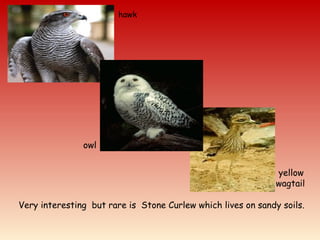 hawk
yellow
wagtail
Very interesting but rare is Stone Curlew which lives on sandy soils.
owl
 