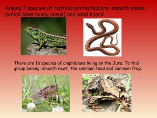 Among 7 species of reptiles protected are: smooth snake
(which likes sunny areas) and sand lizard.
There are 16 species of amphibians living on the Jura. To this
group belong: smooth newt, the common toad and common frog.
 