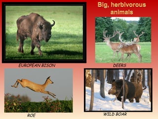 EUROPEAN BISON
ROE
DEERS
WILD BOAR
 