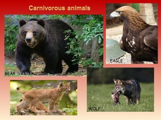 BEAR
LYNX
WOLF
EAGLE
 
