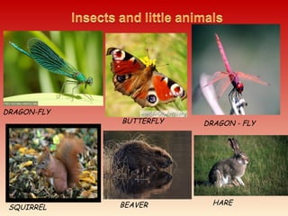 DRAGON-FLY
SQUIRREL
BUTTERFLY
BEAVER HARE
DRAGON - FLY
 