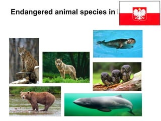 Endangered animal species in Poland
 