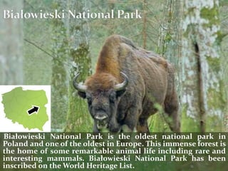 Białowieski National Park is the oldest national park in
Poland and one of the oldest in Europe. This immense forest is
the home of some remarkable animal life including rare and
interesting mammals. Białowieski National Park has been
inscribed on the World Heritage List.
 