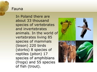 Fauna In Poland there are about 33 thousand species of vertebrates and invertebrates animals. In the world of vertebrates living 85 species of mammals (bison) 220 birds (storks) 8 species of reptiles (piton) 17 species of amphibians (frogs) and 55 species of fish (trout). 