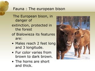 Fauna : The european bison The European bison, in danger of extinction, protected in the forest  of Bialowieza its features are: Males reach 2 feet long and 3 longitude. Fur color varies from brown to dark brown. The horns are short and thick. 