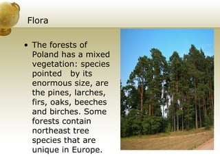 Flora  The forests of Poland has a mixed vegetation: species pointed  by its enormous size, are the pines, larches, firs, oaks, beeches and birches. Some forests contain northeast tree species that are unique in Europe. 