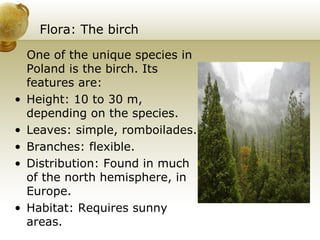 Flora: The birch   One of the unique species in Poland is the birch. Its features are: Height: 10 to 30 m, depending on the species. Leaves: simple, romboilades. Branches: flexible. Distribution: Found in much of the north hemisphere, in Europe. Habitat: Requires sunny areas. 