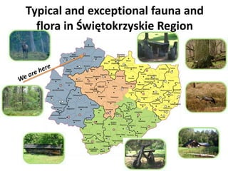 Typical and exceptional fauna and
  flora in Świętokrzyskie Region
 