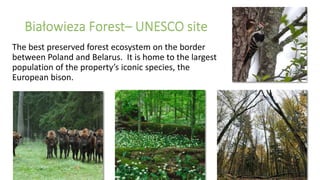 The best preserved forest ecosystem on the border
between Poland and Belarus. It is home to the largest
population of the property’s iconic species, the
European bison.
 