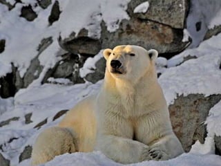 Amazing Polar Bears
