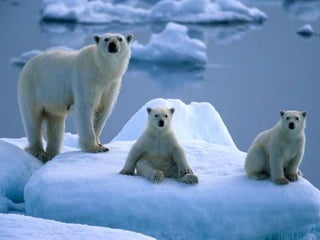 Amazing Polar Bears