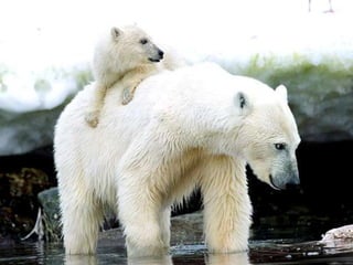 Amazing Polar Bears