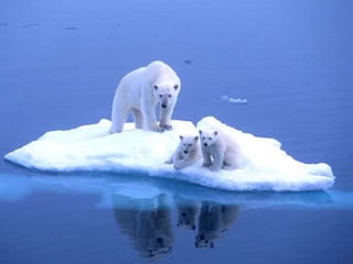 Amazing Polar Bears
