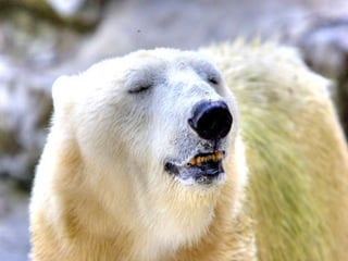 Amazing Polar Bears