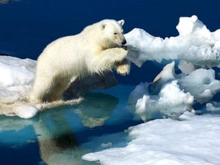 Amazing Polar Bears
