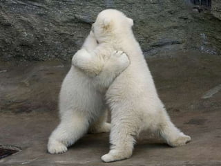 Amazing Polar Bears