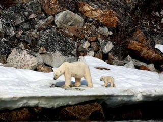 Amazing Polar Bears