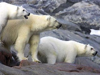 Amazing Polar Bears