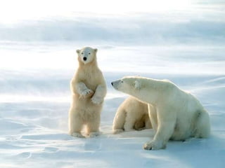 Amazing Polar Bears