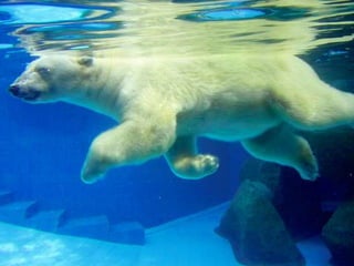 Amazing Polar Bears