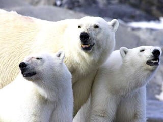 Amazing Polar Bears