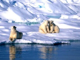 Amazing Polar Bears