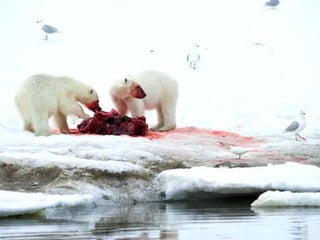 Amazing Polar Bears