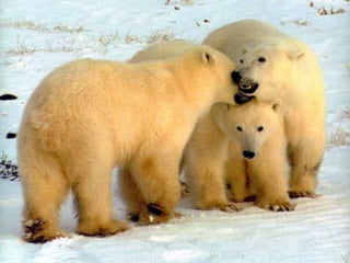 Amazing Polar Bears