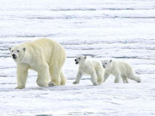 Amazing Polar Bears