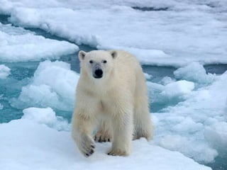 Amazing Polar Bears