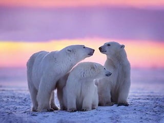 Amazing Polar Bears