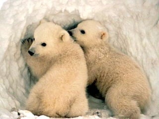 Amazing Polar Bears