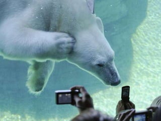 Amazing Polar Bears
