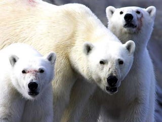 Amazing Polar Bears