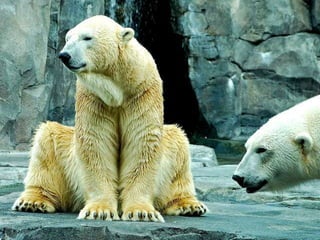 Amazing Polar Bears