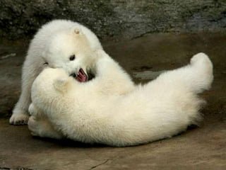 Amazing Polar Bears