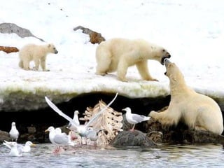 Amazing Polar Bears