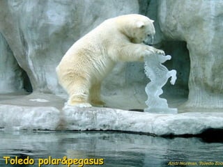 Toledo polar&pegasus   