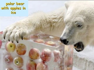 polar bear with apples in  ice   