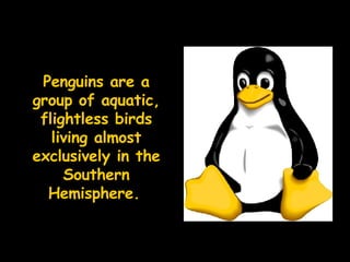 Penguins are a group of aquatic, flightless birds living almost exclusively in the Southern Hemisphere.   
