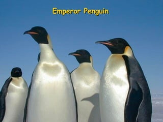 Emperor Penguin 